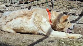 ５１匹救助、半分が安楽死…「犬農場急襲放送」が問題に＝韓国