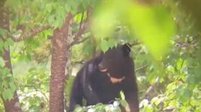 【速報】栃木・日光で2～3頭のクマが出没して50代男性が襲われ頭部に大ケガ