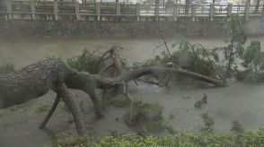 大雨で地盤ゆるんだか…松山市で高さ20mの黒松が倒れる  梅雨末期の大雨、この先の注意点は