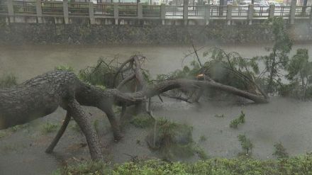 大雨で地盤ゆるんだか…松山市で高さ20mの黒松が倒れる  梅雨末期の大雨、この先の注意点は