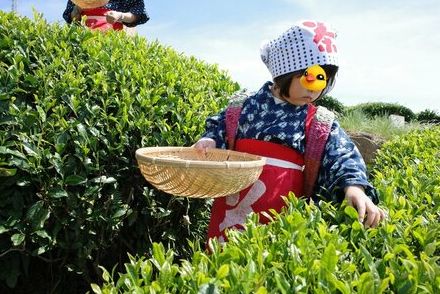 4歳児の「ガチ茶娘姿」に悶絶する人が続出　「最高にかわいすぎ」「この世で一番かわいい茶摘みガール」