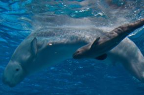 シロイルカの赤ちゃん誕生　しまね海洋館アクアスで2週連続