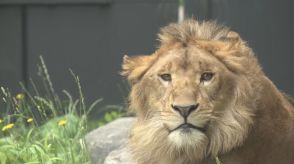 オスのライオン「パーチェ」一般公開始まる　「百獣の王のオーラが違う」　札幌市円山動物園