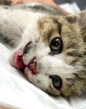 地上27メートル、高速道路の高架橋から落下した子猫に奇跡が！　瞳孔が開き鼻や口から出血、全身けいれんだったが…