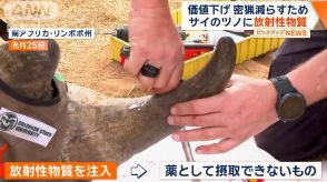 ツノに放射性物質を注入　絶滅危惧種のサイを守るため…南アフリカで取り組み進む