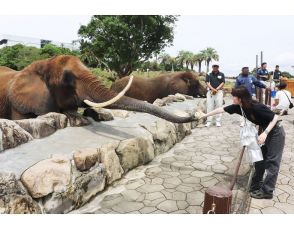 おいしいゾウ 摘果メロン　近大が白浜アドベンチャーワールドに無償提供