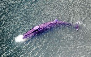 クジラ埋設処理費訴訟、原告「安い方法なかったか」　市は棄却求める