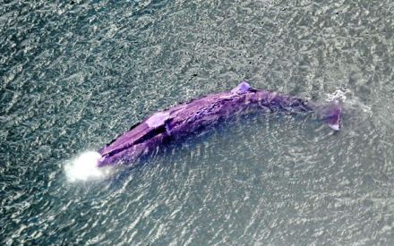 クジラ埋設処理費訴訟、原告「安い方法なかったか」　市は棄却求める