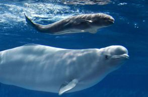シロイルカの赤ちゃん誕生　しまね海洋館アクアス、2週連続