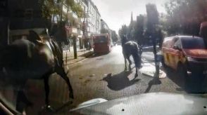 英騎兵隊の馬、ロンドン中心部を再び爆走　バスに驚いて逃げ出す