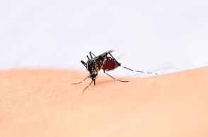 【新発見】蚊に刺されない夏が来る!? 蚊の吸血を止めるメカニズム解明! 理研