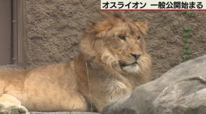 札幌・円山動物園 オスライオン　一般公開始まる