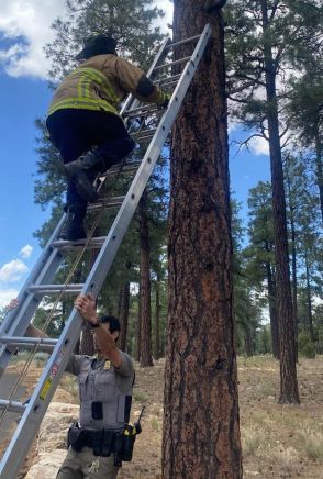 「消防士さん、グッジョブ！」米グランド・キャニオン国立公園で、木から降りられなくなったネコを発見。SNSで話題に
