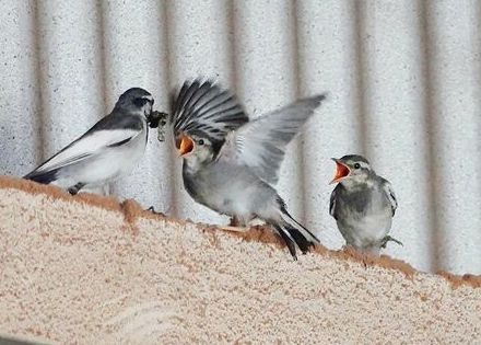 渡り鳥ハクセキレイ、沖縄県内での繁殖を初確認　糸満市でひなの巣立ち撮影　