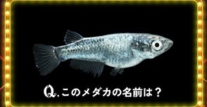 「Q.このメダカの名前は？」　小学館の図鑑NEO、最新刊発売記念クイズの“ウソみたいな4択”が難しすぎる