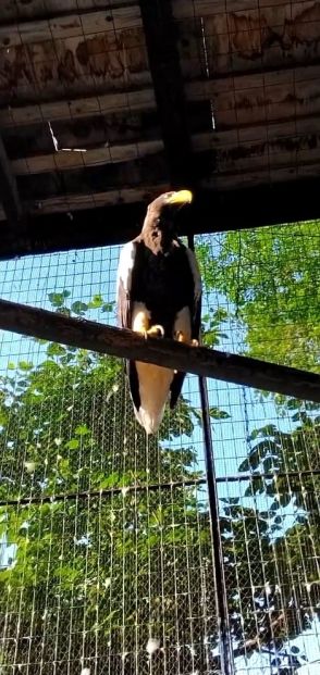 【円山動物園】オオワシの最長飼育記録を更新。「私より年上」「小学生のとき写生会で描いたアイツ」と大反響。その年齢は？