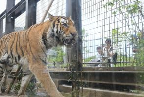 アムールトラ　2頭　長野から　迫力の姿公開　かみね動物園　茨城・日立