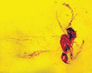 琥珀に眠る太古の鍵　福島県いわき市の愛好家　鈴木千里さん発掘　新種ハチ化石　生態系の重要資料
