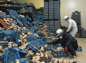 「奇跡のぶなしめじ」なるか　能登半島地震で生き残った菌床、うまみ成分が通常の1.5倍に　試験重ね販売目指す