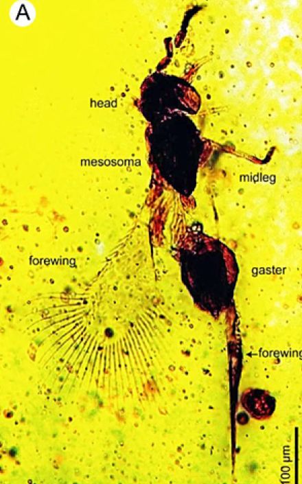 「琥珀のハチ」...新種を発見　いわき・8700万年前の昆虫化石