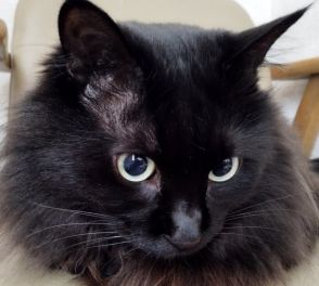 最愛の息子を亡くした男性が出会った小さな黒猫　息も絶え絶えだったが、ご飯モリモリわんぱくに「命に代えても守る。必ず幸せに」と誓った
