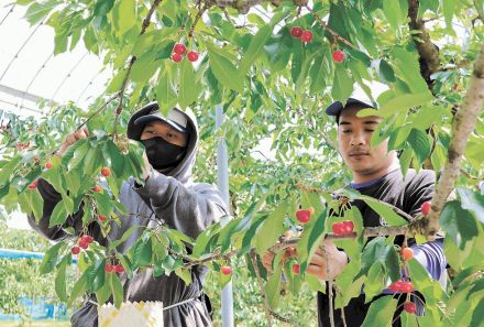 東北の果樹産地、外国人材が支える　人材不足解消へ導入広がる＜リポート2024＞