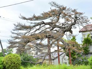 「下りマツ」文化財指定解除を決定　相馬市教委、枯死で早期伐採へ