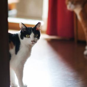 おもちゃで遊ぶ愛猫たちの姿に生まれた感情　「多頭飼いはおもしろいのかもしれない」