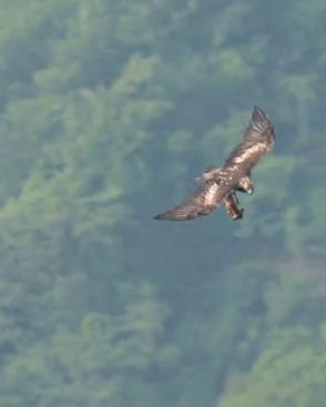 イヌワシが捕えて飛ぶのはまさかの……　自然の厳しさと営みに感動する姿が660万件表示「こんな鮮明に見えるのは初めて」