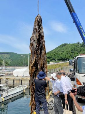 コンブの大量養殖技術実証試験　岩手県で視察・意見交換会　エフレイの委託事業