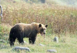 死んだと思ったヒグマに頭を噛まれて頭蓋骨骨折…増え続けるヒグマと命がけで対峙するハンターが見た“危機”と“異変”