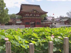 家康ゆかりの神社として知られる…愛知県岡崎市の伊賀八幡宮でハスの花が見頃に 7月末まで続く見通し