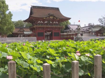 家康ゆかりの神社として知られる…愛知県岡崎市の伊賀八幡宮でハスの花が見頃に 7月末まで続く見通し