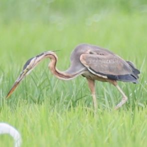 「きれい」な珍客、迷い込んだ？　南西諸島で少数繁殖のムラサキサギ、長野県内で確認