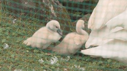 志高湖で白鳥のヒナ誕生　2羽すくすく育つ　大分・別府市