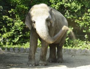 本物そっくり「ロボット象」が話題！劣悪な環境に苦しむ飼育ゾウ、動物虐待防止が目的　インドの寺院