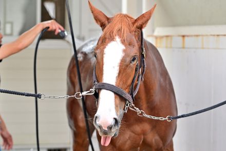 【今週の注目新馬】母はＪＲＡダート５勝　ルージュマローネが日曜函館で初陣「血統を踏まえて洋芝を狙ってきた」