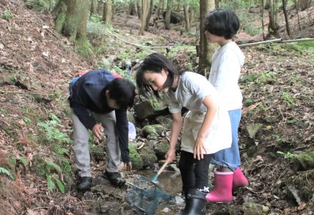 標高の高い川、源流近くにしかいない15センチの小さな体　「ヒダサンショウウオ」見つけた