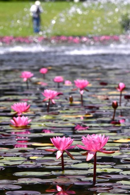 スイレン、梅雨の晴れ間きらり花弁　岐阜・海津の木曽三川公園で見頃