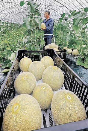 ユウカメロン今年も甘く　高岡の農園、収穫最盛