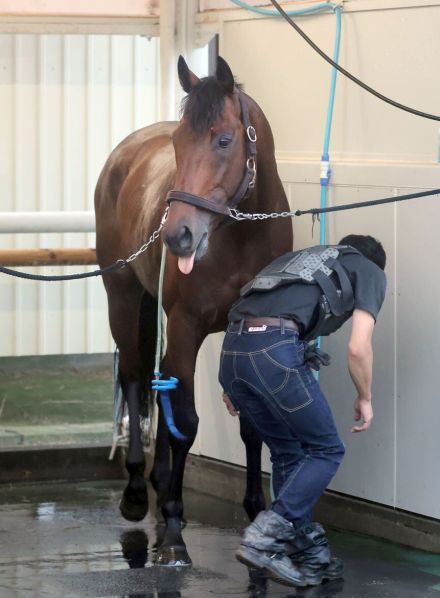 【七夕賞】厩舎初Ｖのセイウンプラチナで重賞初挑戦　千葉直人師「恥ずかしくない競馬を見せてくれれば」