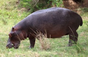 高速移動中のカバ、宙に浮いていた　新研究