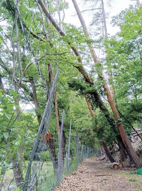 松枯れの倒木で防獣柵損壊の危険　長野県松本市が予防伐採を実施へ