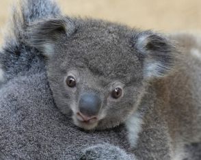 コアラの赤ちゃんの名前選んでね　6日から投票開始　東山動植物園