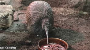 キーウィ「ジュン」４２歳で死ぬ　国内で唯一飼育している天王寺動物園で　ＮＺから大阪に来園、死の２日前まで展示