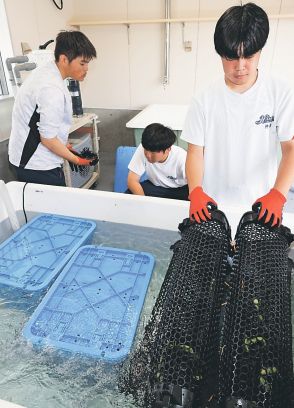 駆除ウニの養殖実験加速　富山県の氷見高と栽培漁業センター、２ヵ所で取り組み