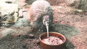 【訃報】「キーウィ」42歳で死ぬ 　NZの国鳥　国内で唯一飼育　大好物の『ミミズ』探し回った飼育員