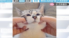 「かわいすぎる…」ほっぺた“もちもち”すぎる猫の動画がSNSで大反響「おもちみたい」「幸せだ～！」