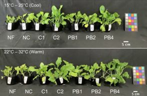 海洋性の非硫黄紅色光合成細菌を窒素肥料に 理研など