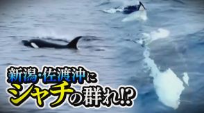 「非常に珍しい」新潟・佐渡沖に“シャチ”の群れ!?最大8～9mほどのシャチも…漁師が撮影
